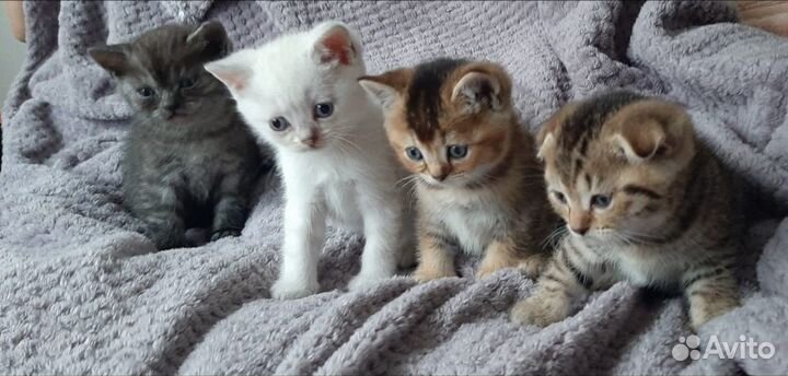 Шотландские котята