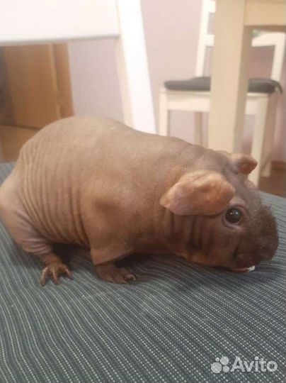 Морская свинка Джугашвили, порода скинни