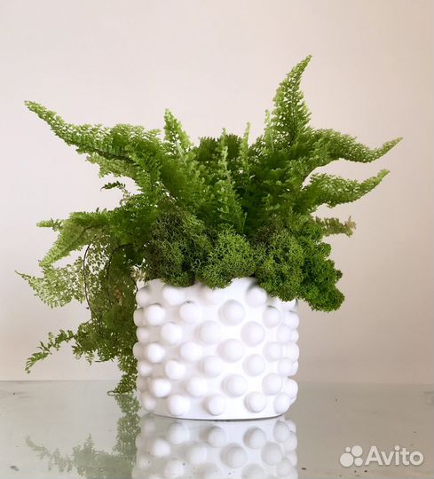 Папоротник кудрявый Флаффи