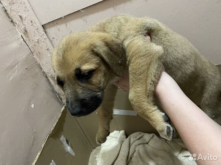 Щенок в добрые руки