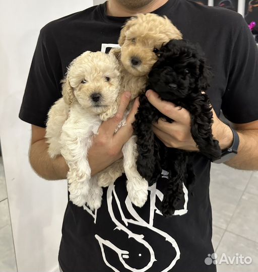 Той-пудель