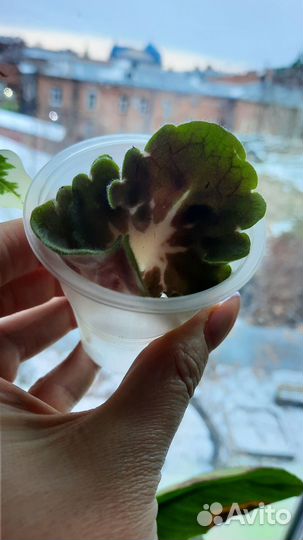 Фиалка сортовая лф-Клевер 3 шт