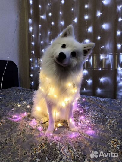 Японский шпиц вязка