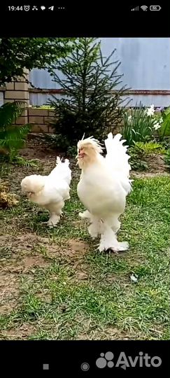 Яйцо, цыпоята