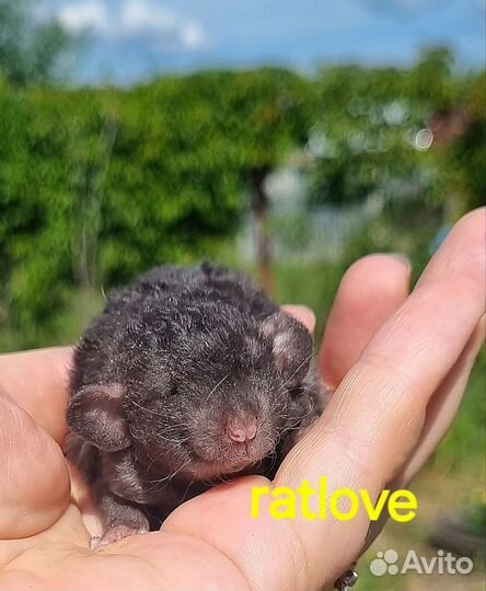 Крысята кудряшки