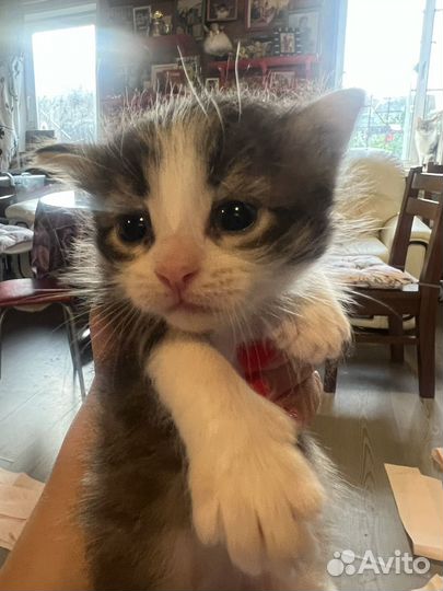 Котята