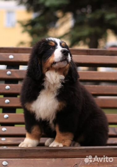 Щенки берна