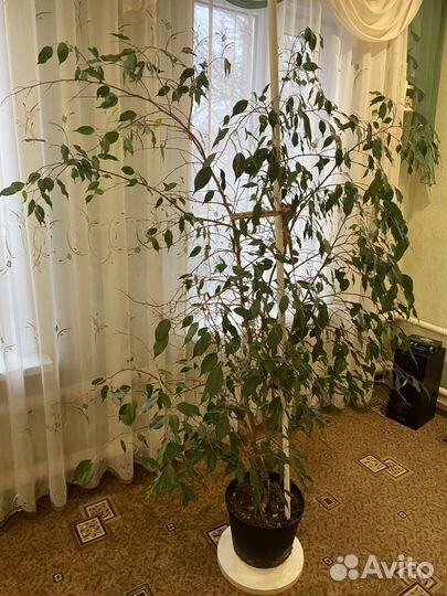 Фикус бенджамина большой