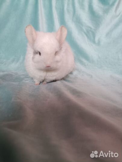 Шиншилла ангора