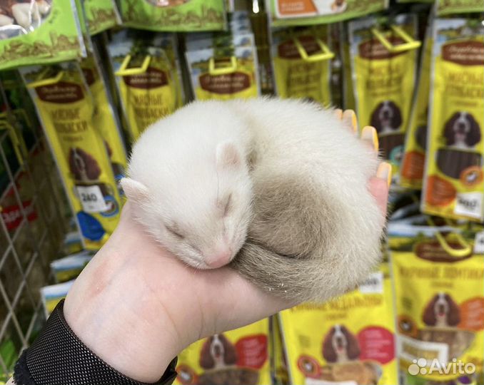 Карликовые декоративные кролики