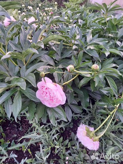 Цветы пионы