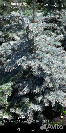 Голубая ель