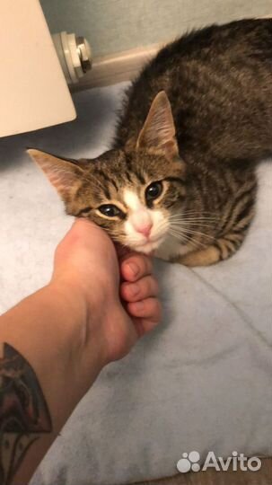 Котенок 2,5 месяца
