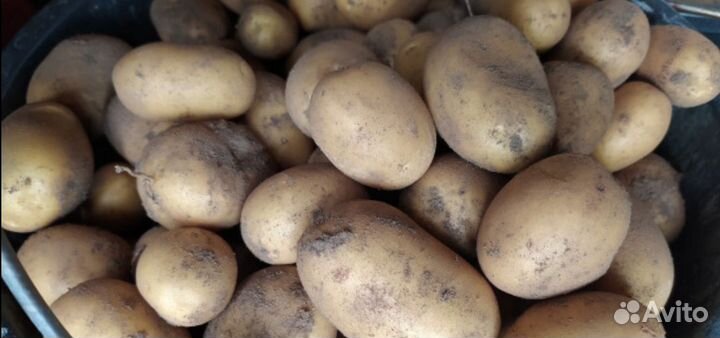 Картофель едовой