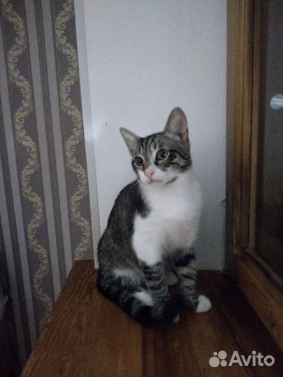 Котик Васька