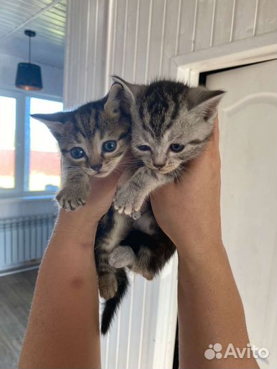 Котята