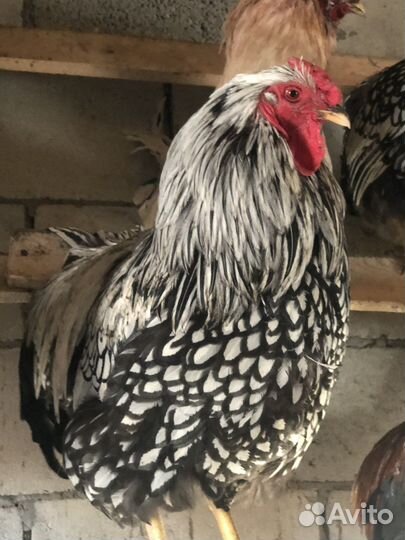 Петухи Павловское золото и Виандот