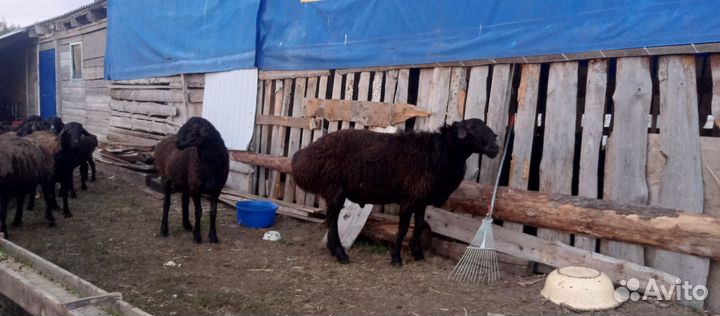 Овцы бараны эдильбаевскийе и романовский