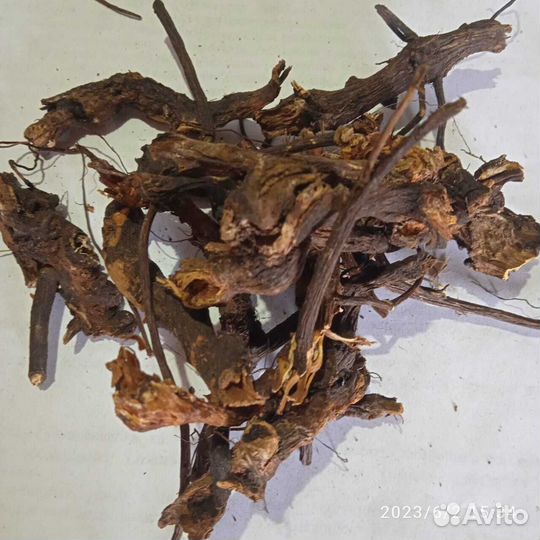 Кровохлебка корень Алтай 2023 год