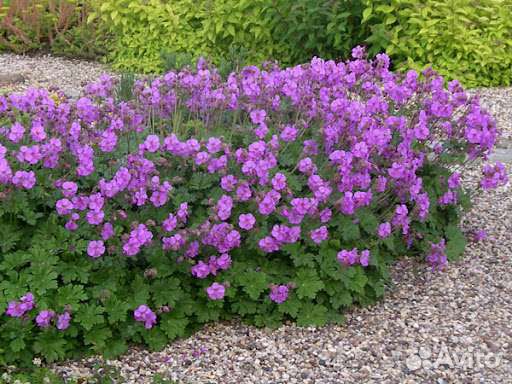 Цветы садовые многолетние