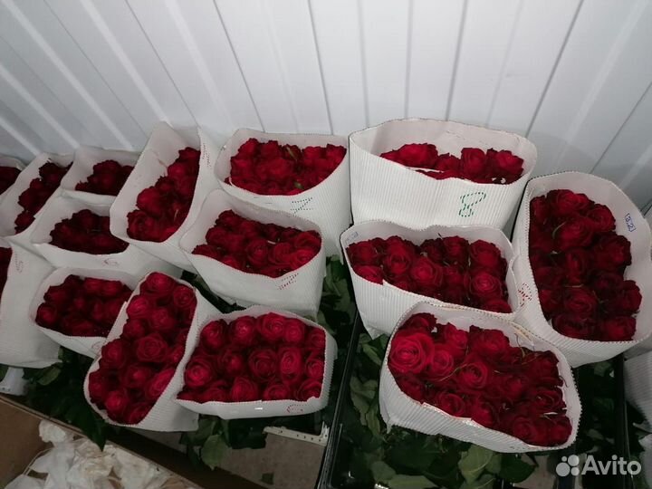 Роза опт любой сорт