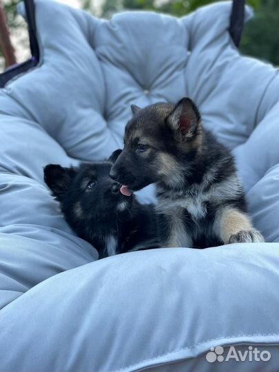 Отдам щенка в добрые руки