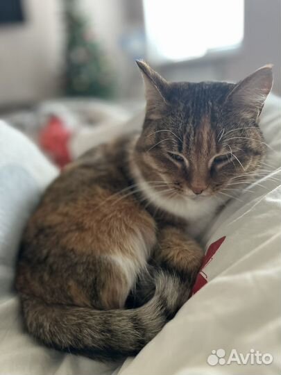 Кошка