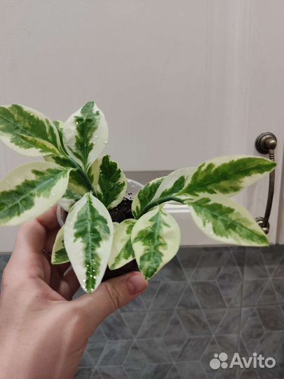 Комнатное растение (педилантус)