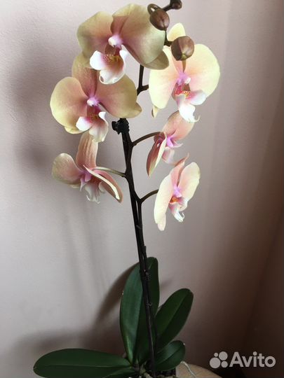 Орхидея фаленопсис биг лип