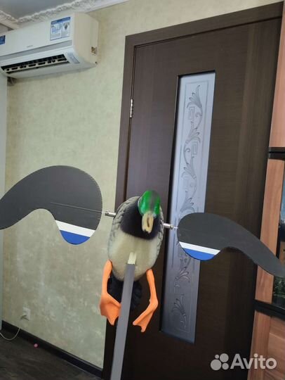 Утка махокрыл