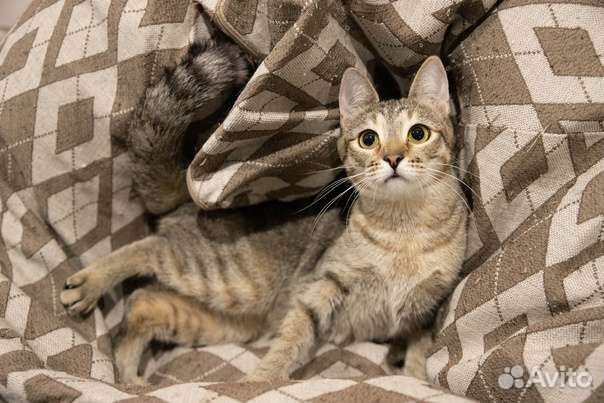 Кошки в добрые руки бесплатно