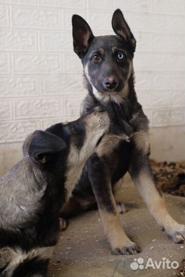 Щенки в добрые руки