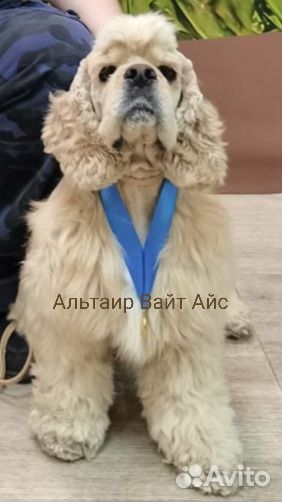 Американский кокер спаниель вязка