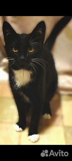 Черный кот в белых носочках,бесплатно