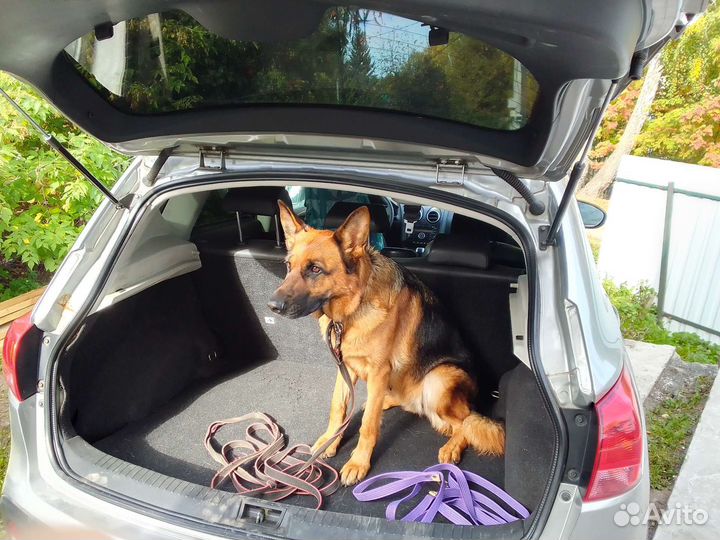 Зоотакси перевозка собак