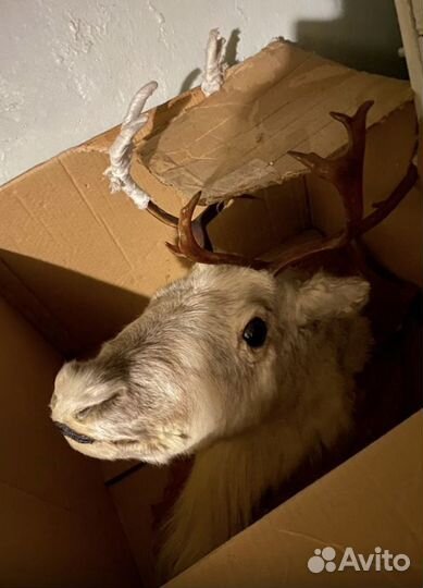 Голова оленя