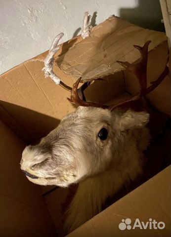 Голова оленя