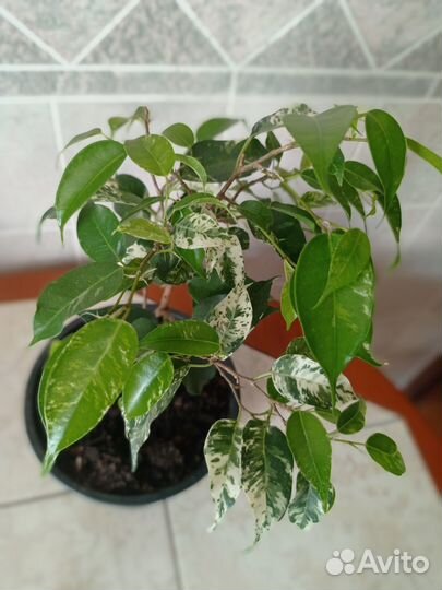 Фикус Эльдорадо