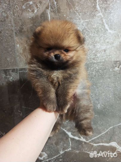 Померанский шпиц мини