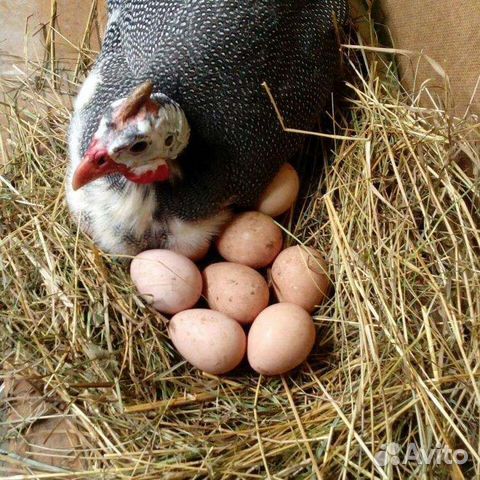 Цесарята домашние суточные