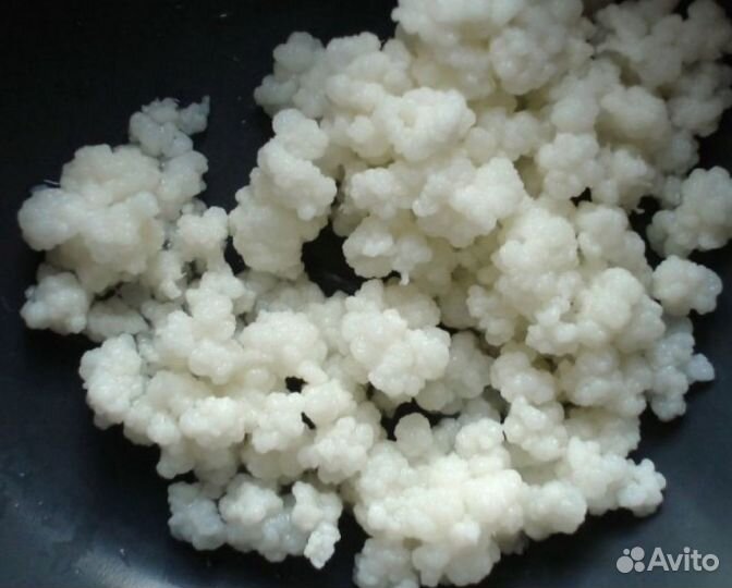 Кефирный гриб (молочный)