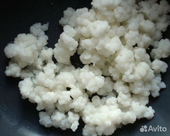 Кефирный гриб (молочный)