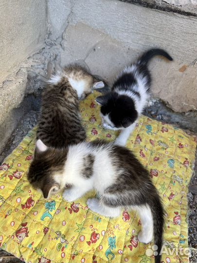 Котёнок бесплатно