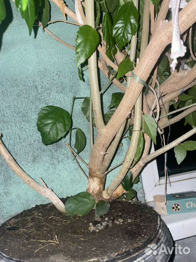 Домашние цветы, китайская роза