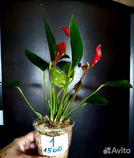 Антуриум лили рэд