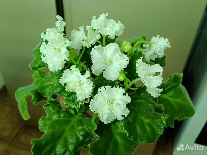 Сортовые фиалки цветущие