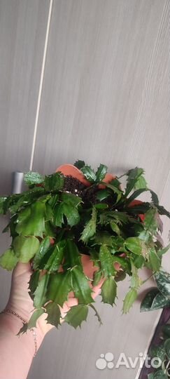 Декабрист шлюмбергера