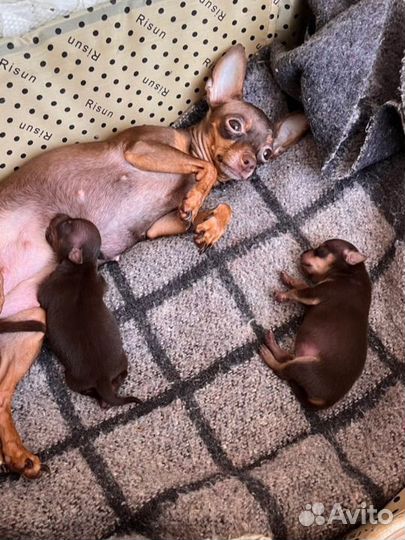 Той-терьер щенки