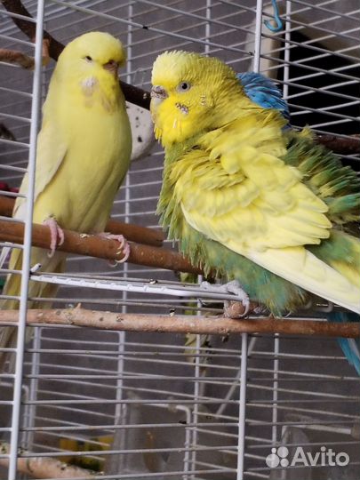 Попугаи ввп чехи