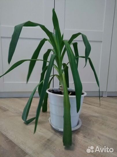 Пальма Юкка, детки